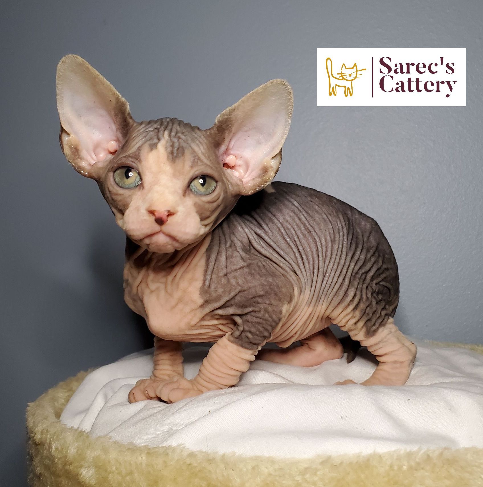 in a cupboard tortie minuet munchkin