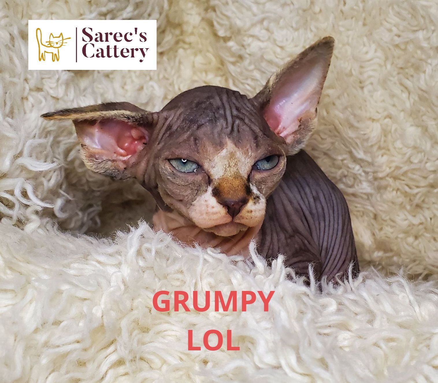 on stairs tortie minuet munchkin