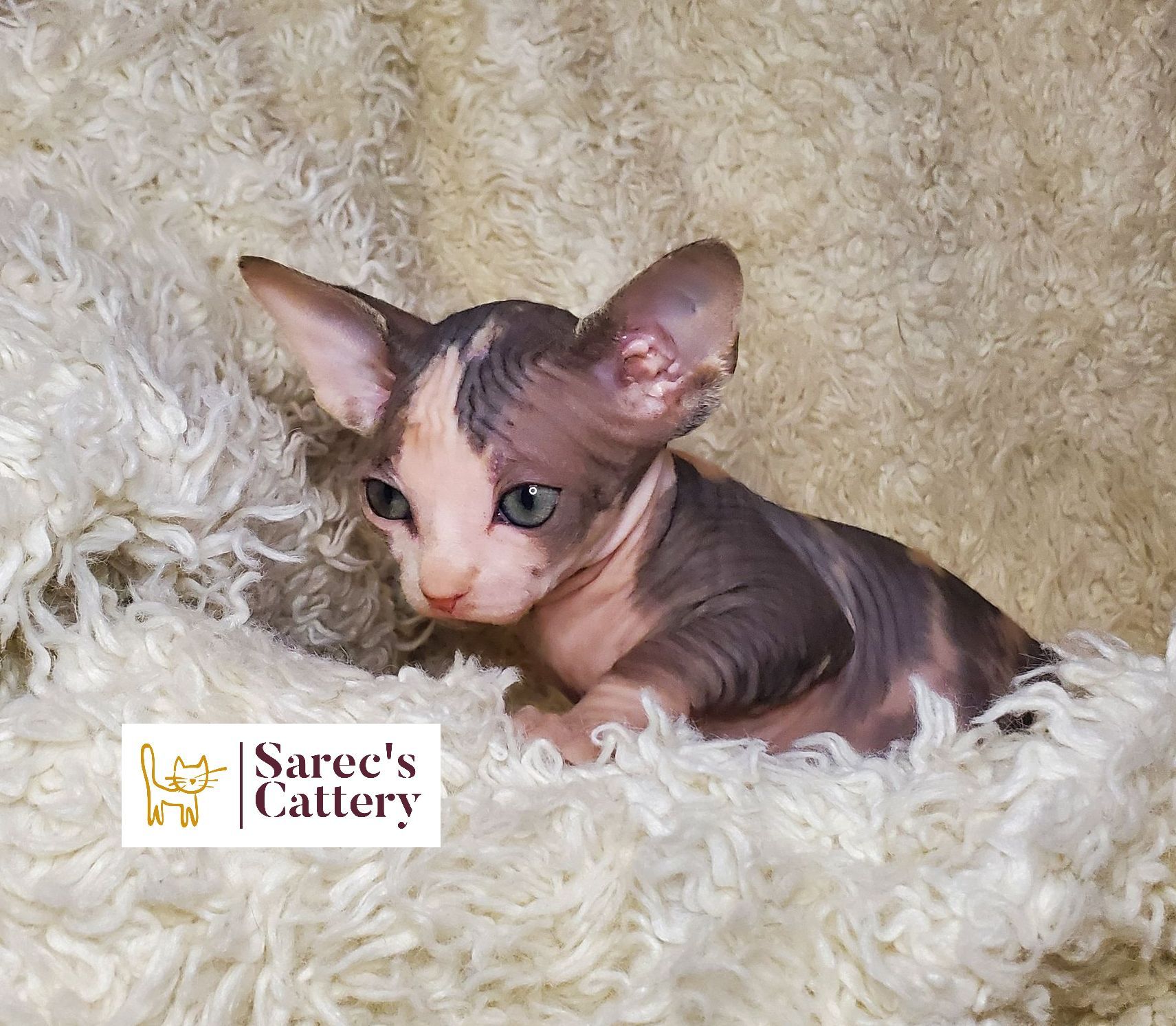 Calico sphynx female kitten on blanket