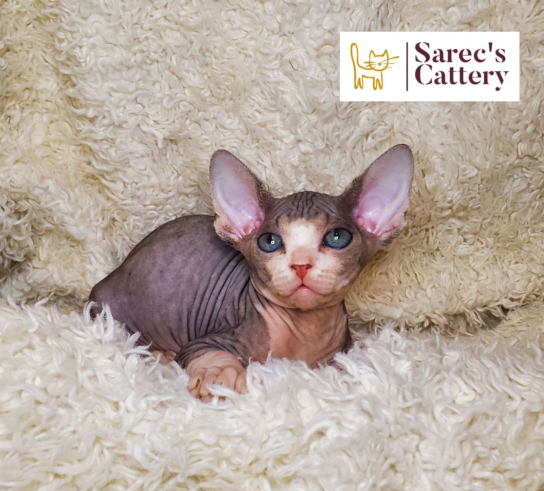 female bicolor sphynx on blanket right paw out