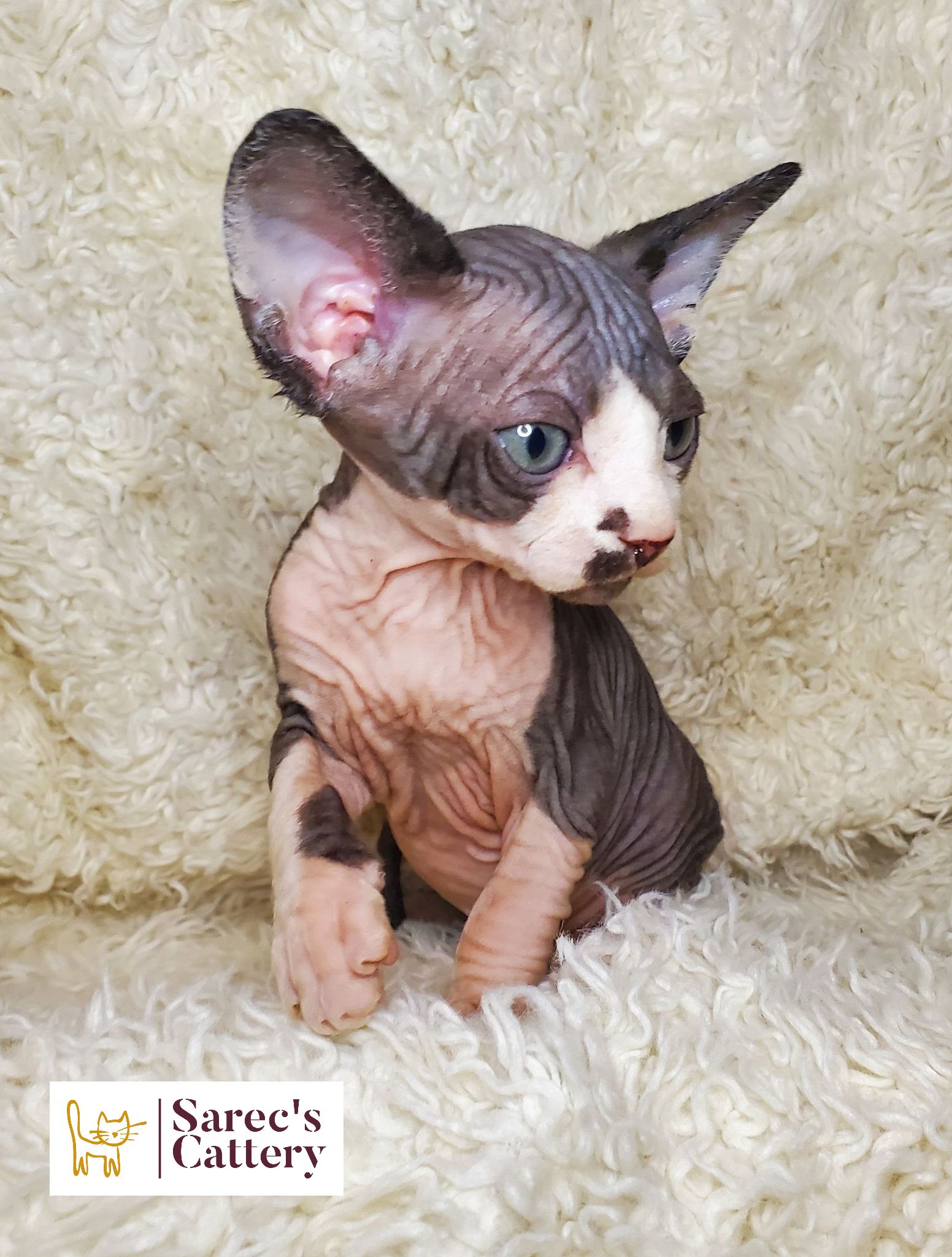 in a cupboard tortie minuet munchkin