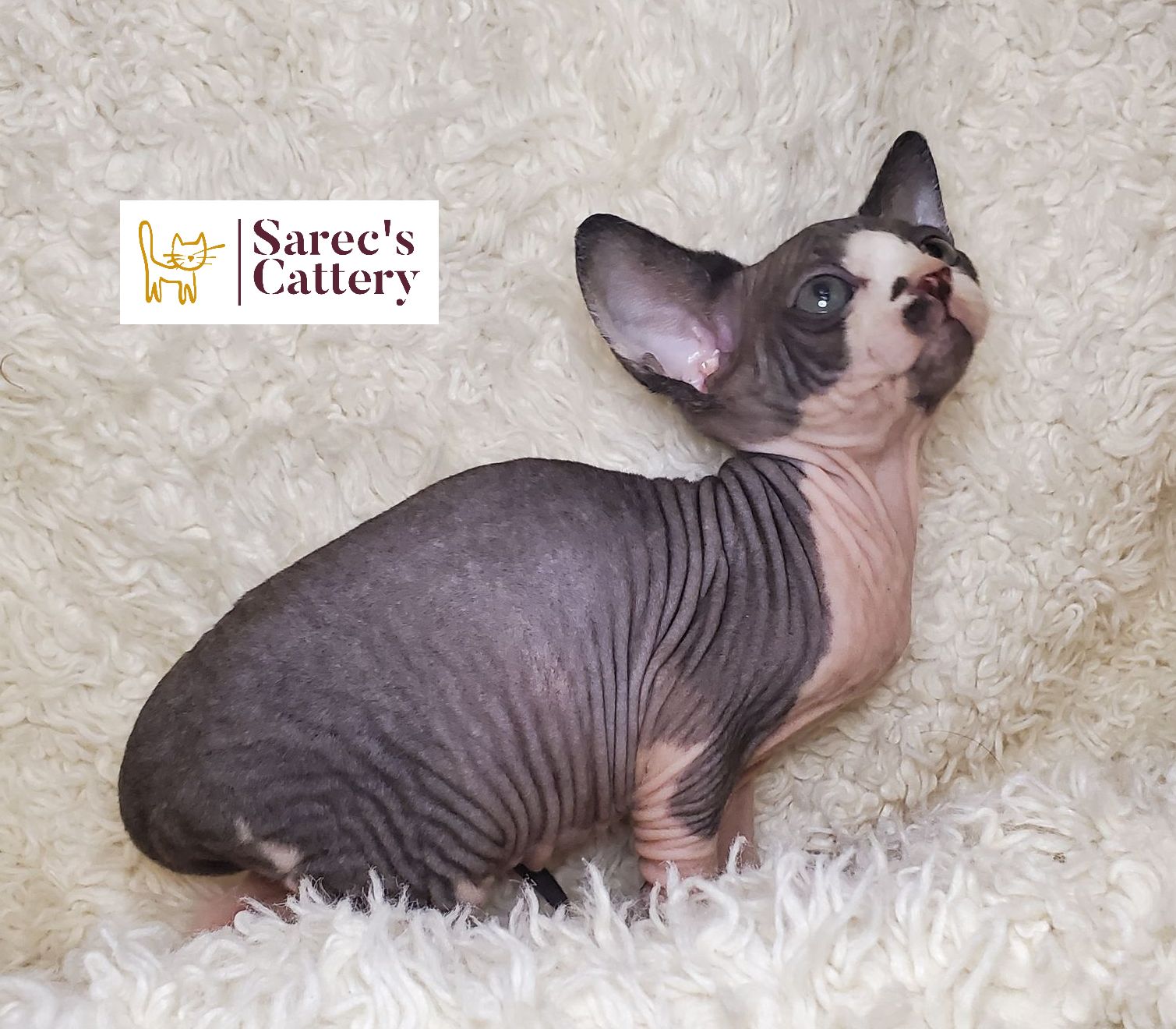bicolor female sphynx looking up