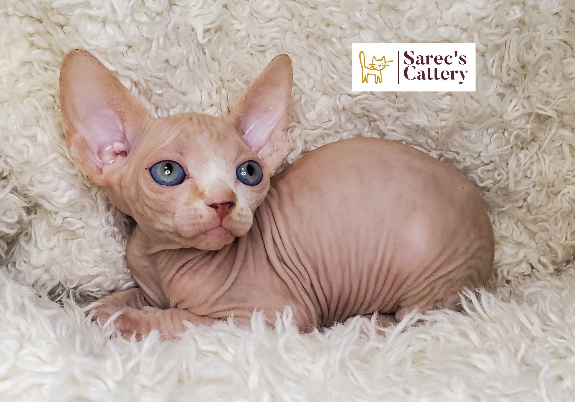 on stairs tortie minuet munchkin