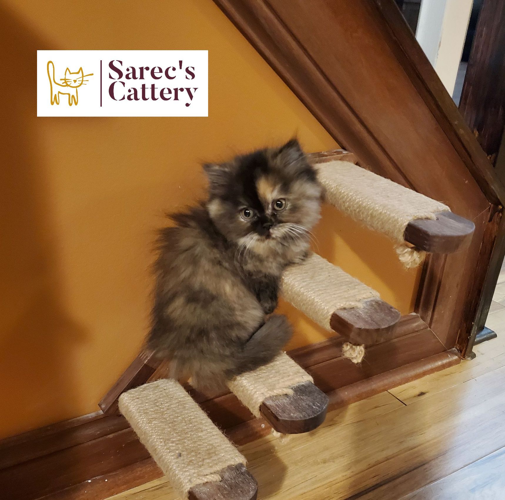 on stairs tortie minuet munchkin