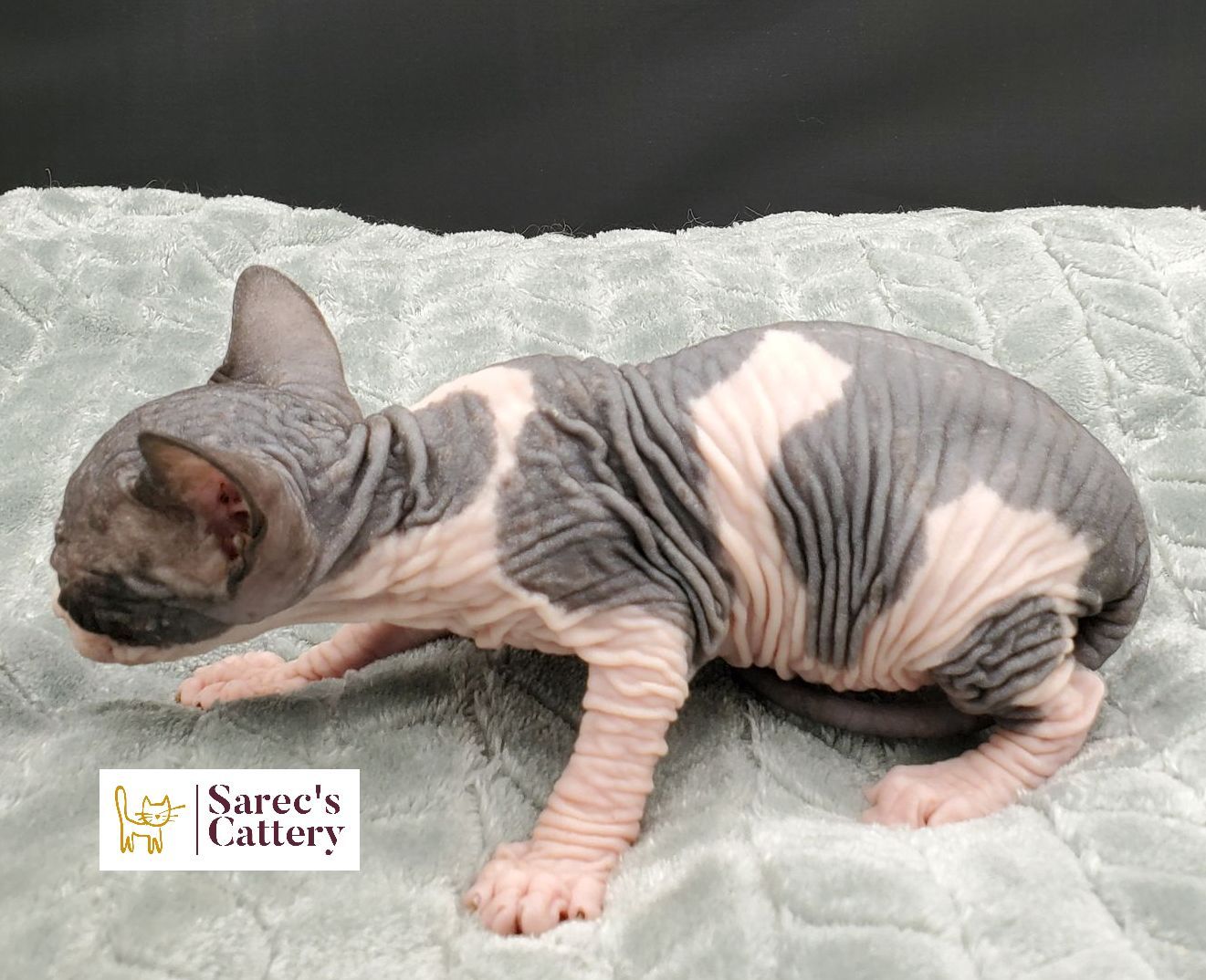 on stairs tortie minuet munchkin