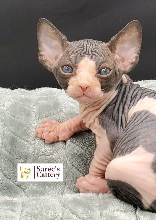 male bicolor sphynx on blanket right paw out