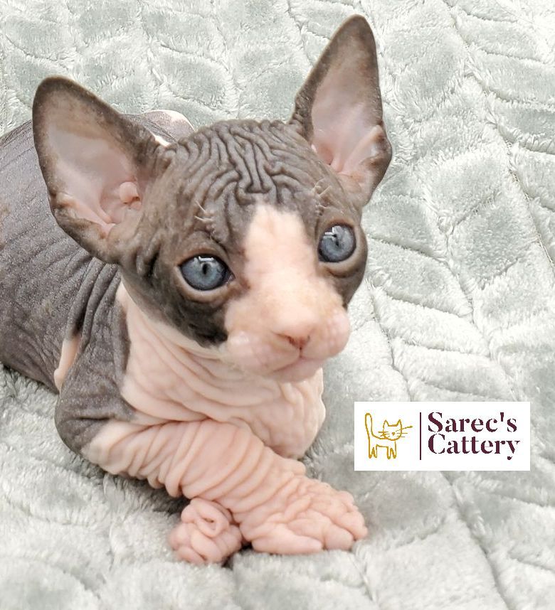 in a cupboard tortie minuet munchkin