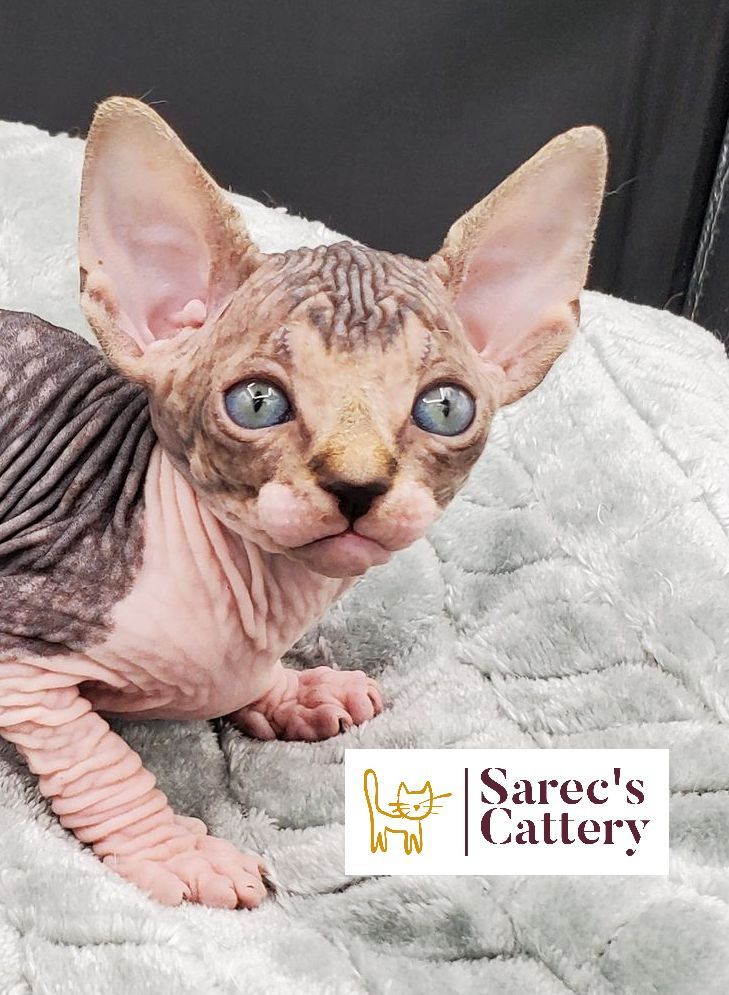 sphynx male kitten on blanket