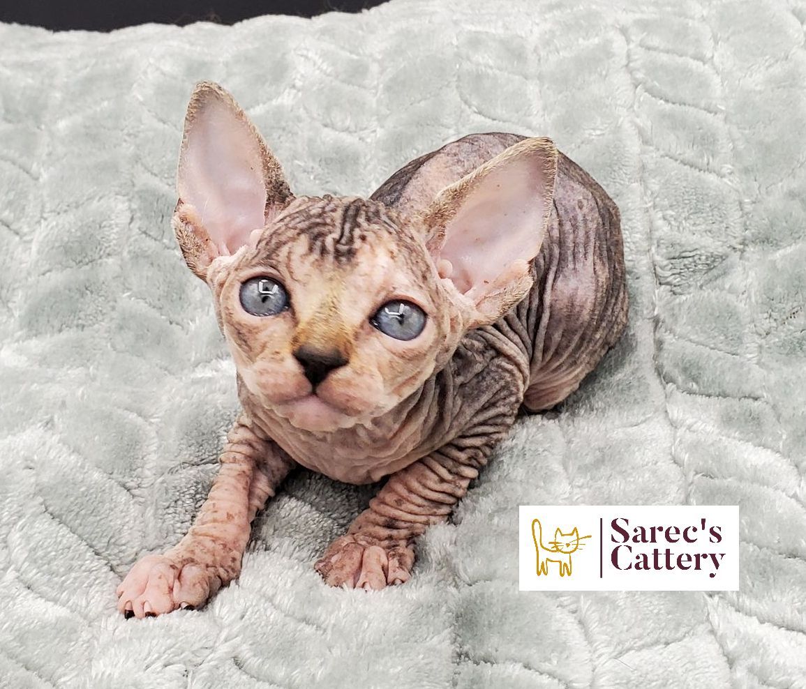 tortie female sphynx looking up