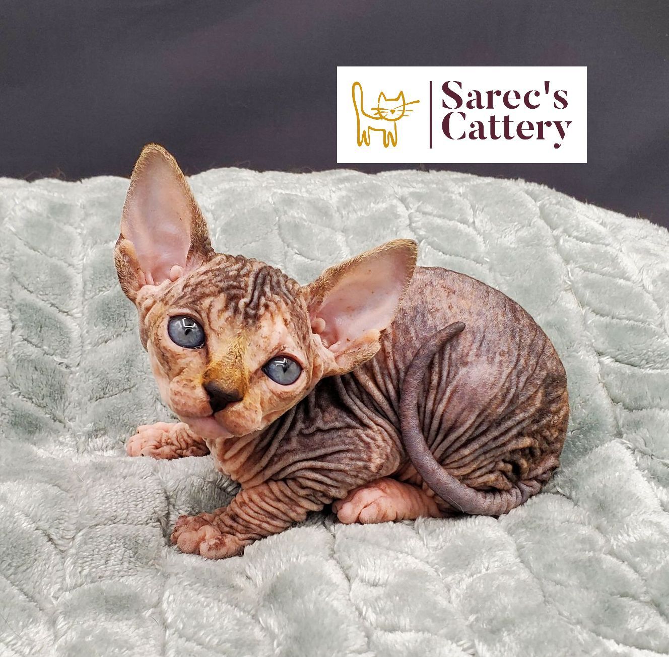 in a cupboard tortie minuet munchkin