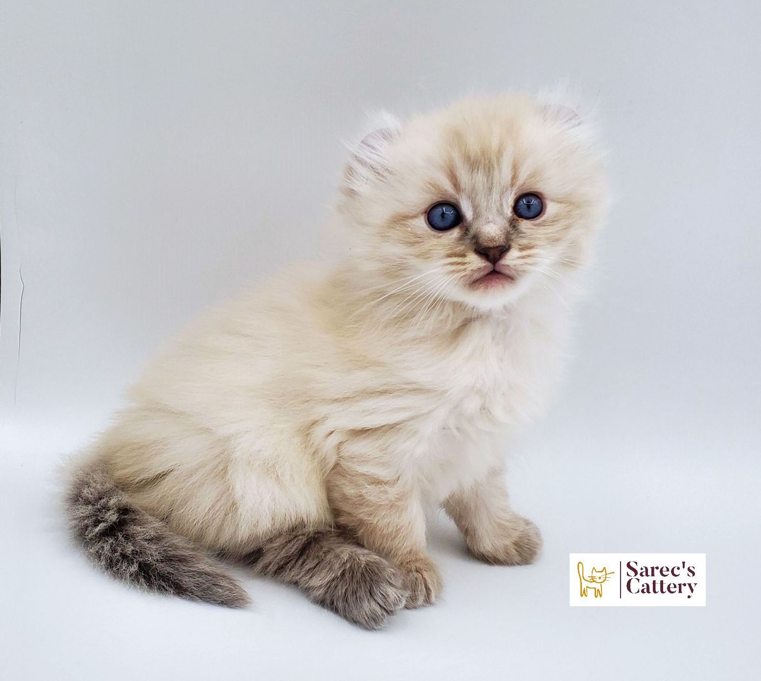 American Curl male with blue eyes