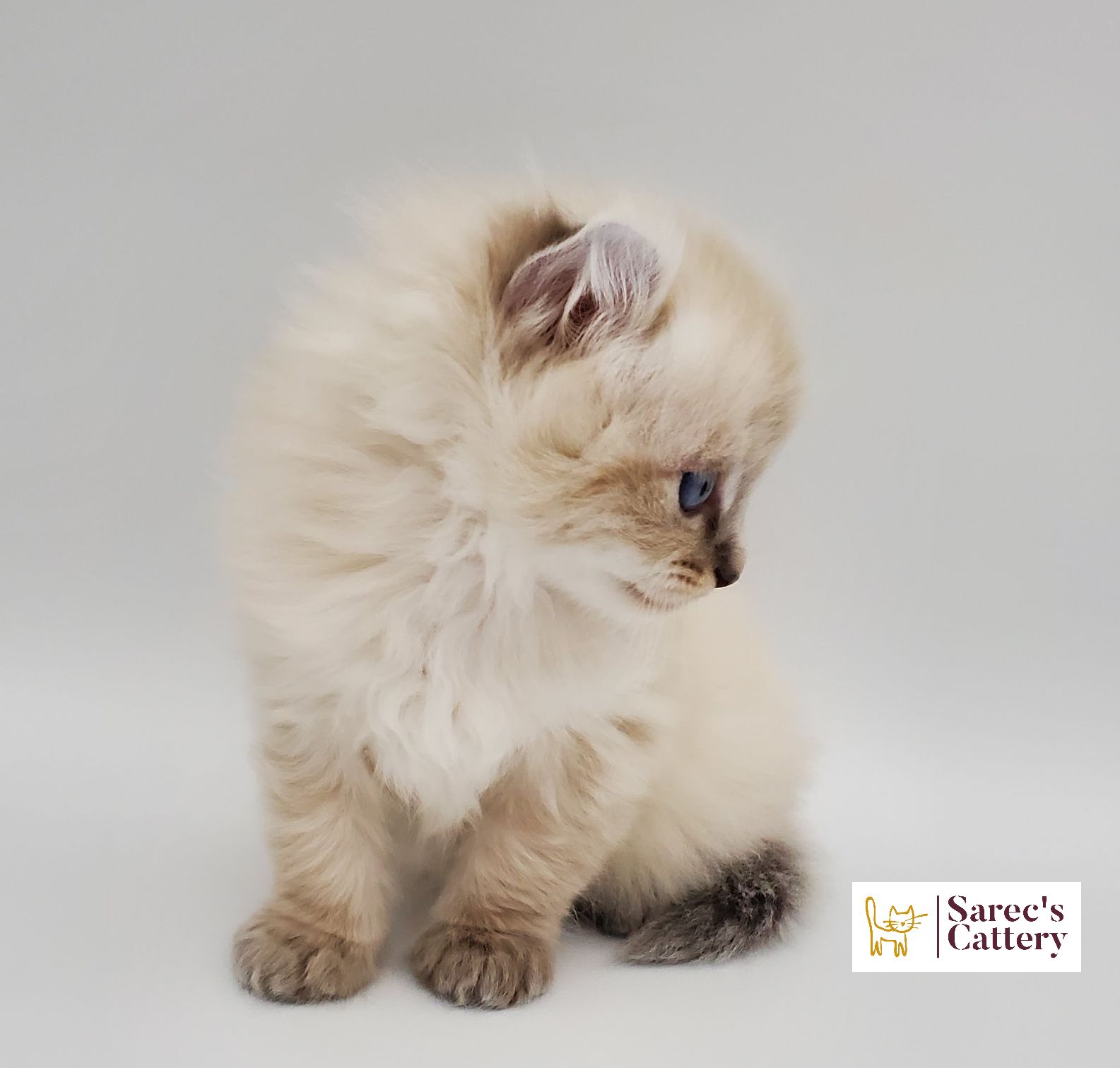American Curl white kitten looking down