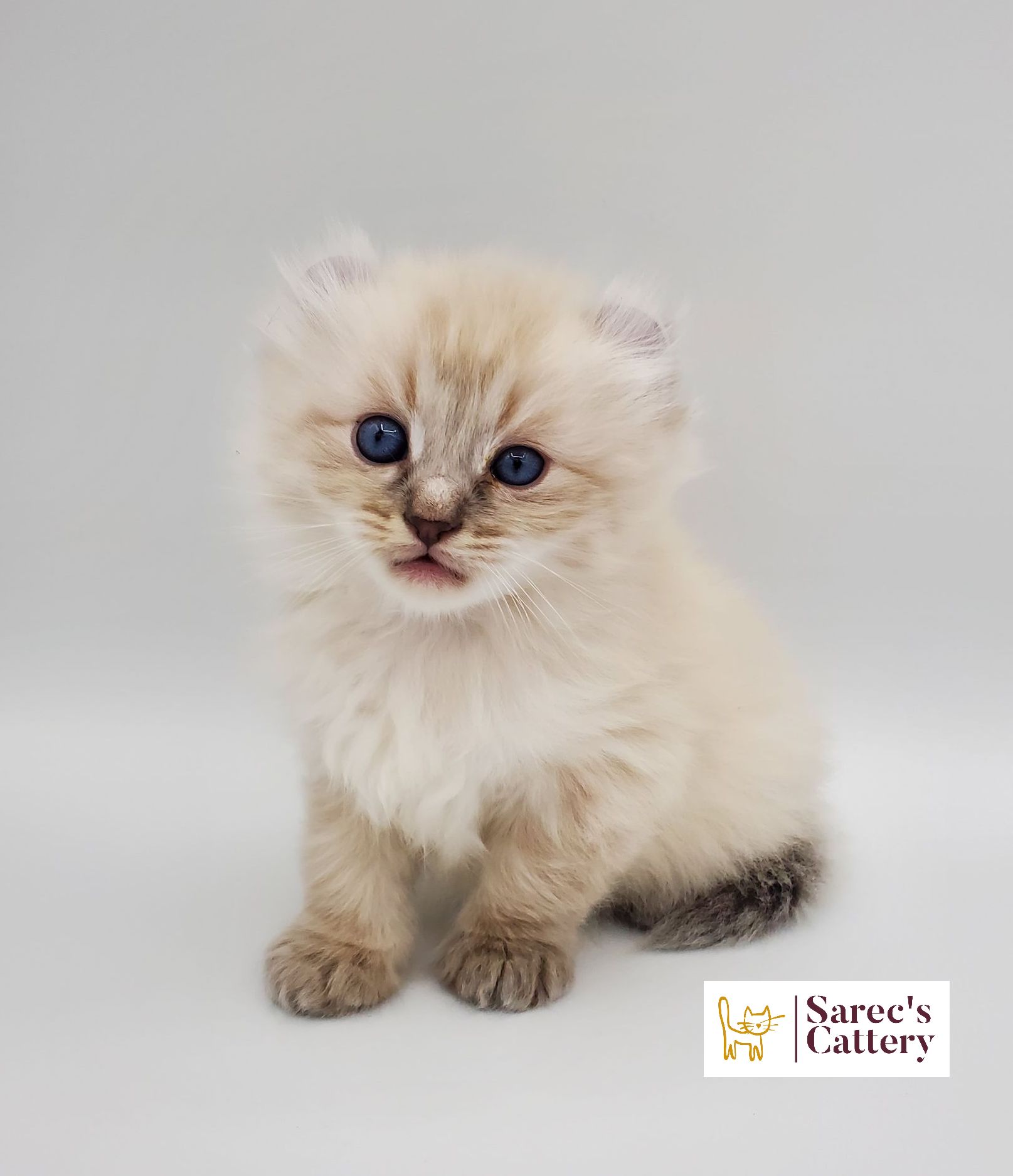 American Curl white kitten looking at camera
