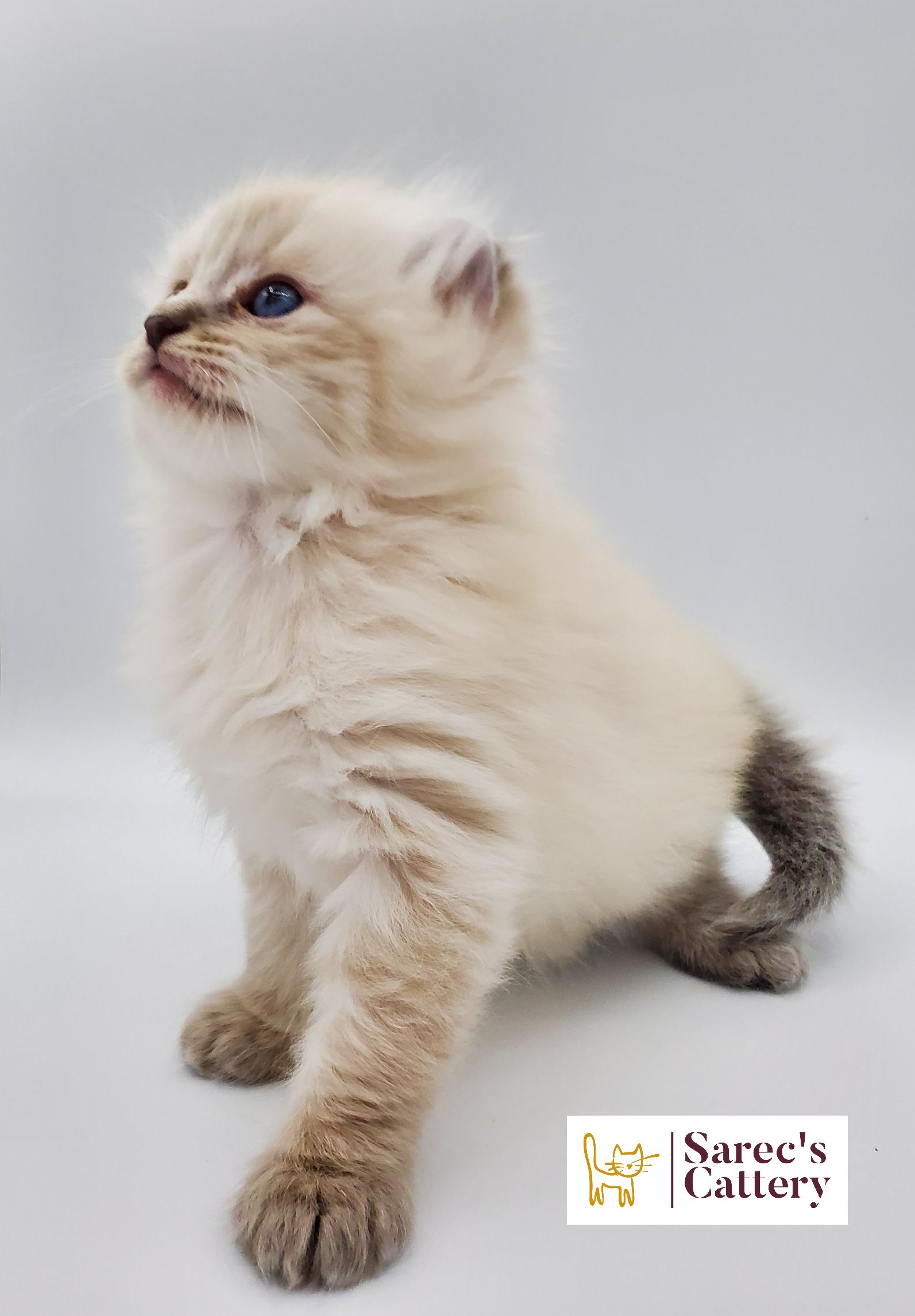 American Curl white kitten looking up