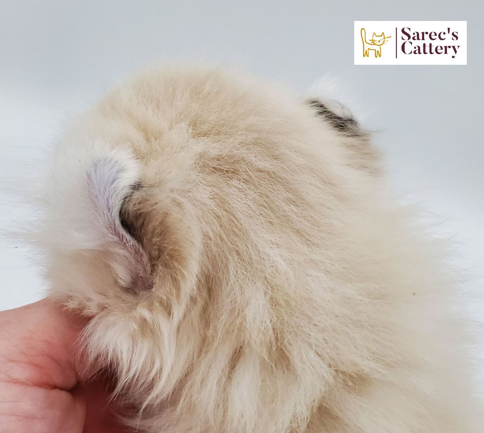 ear shot of American Curl white kitten