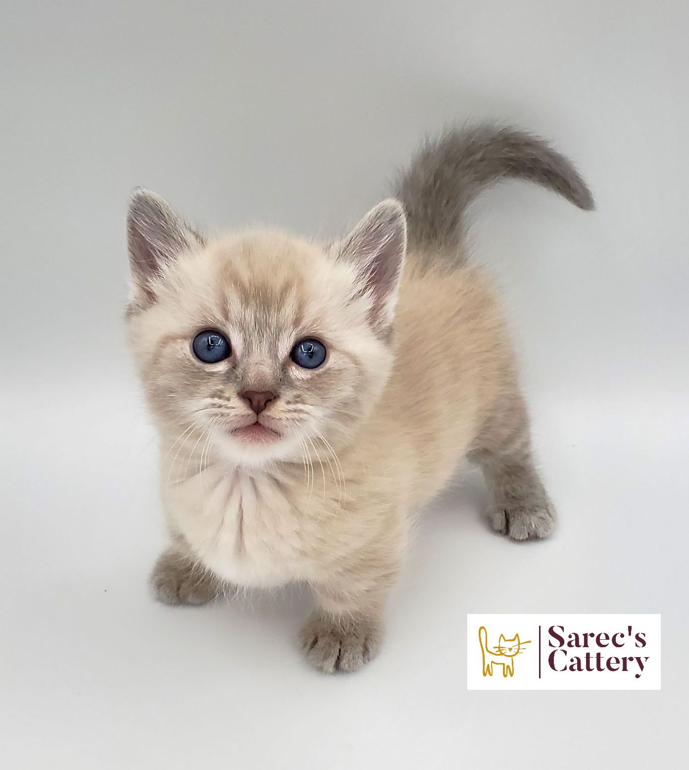 kinkalow munchkin male standing