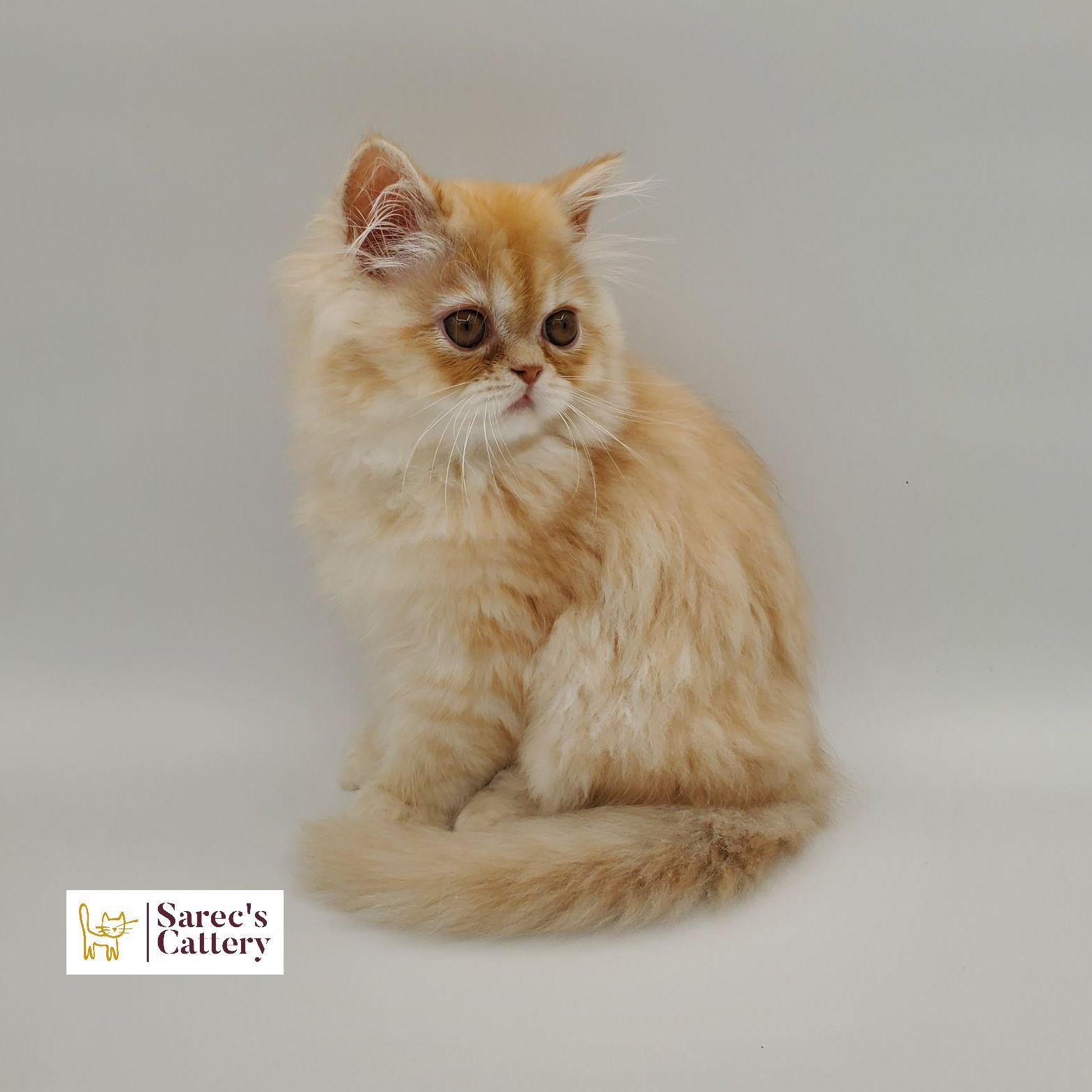 Dilute Red Persian Kitten looking right