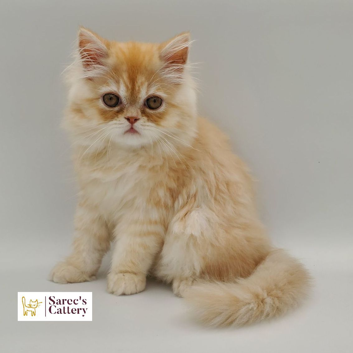 Dilute Red/Cream Persian Male kitten sitting with white background