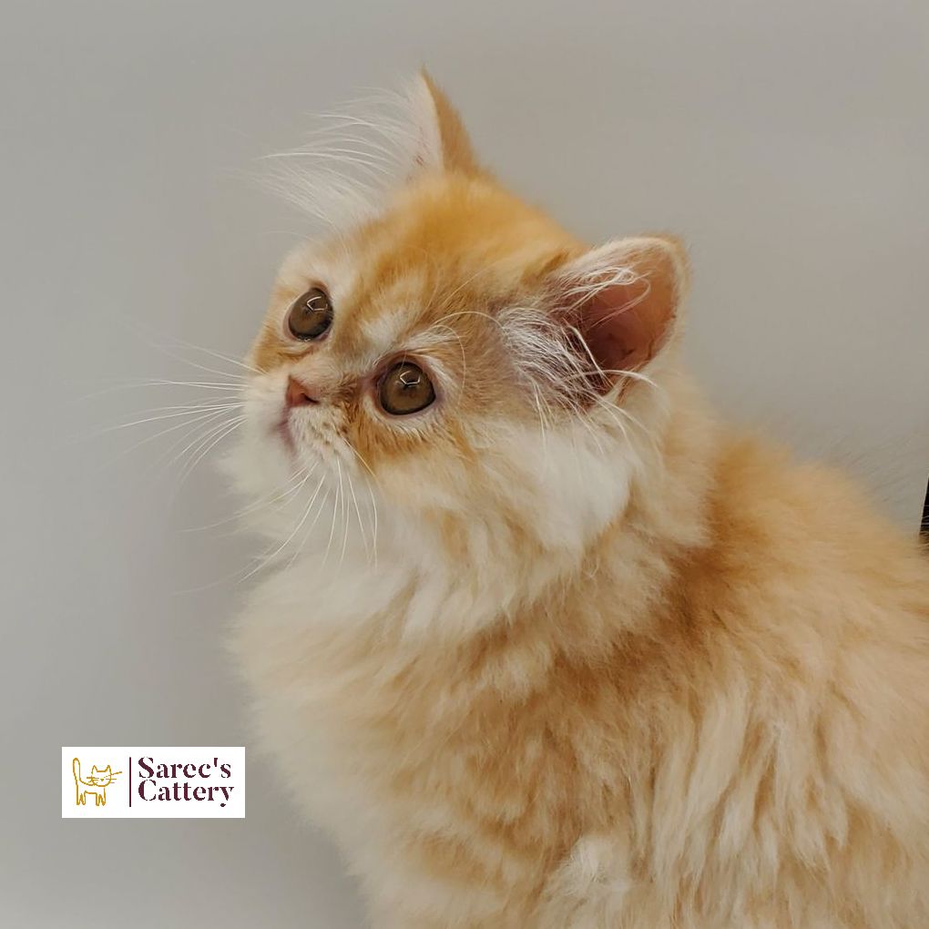 Dilute Red Persian Kitten looking up close up
