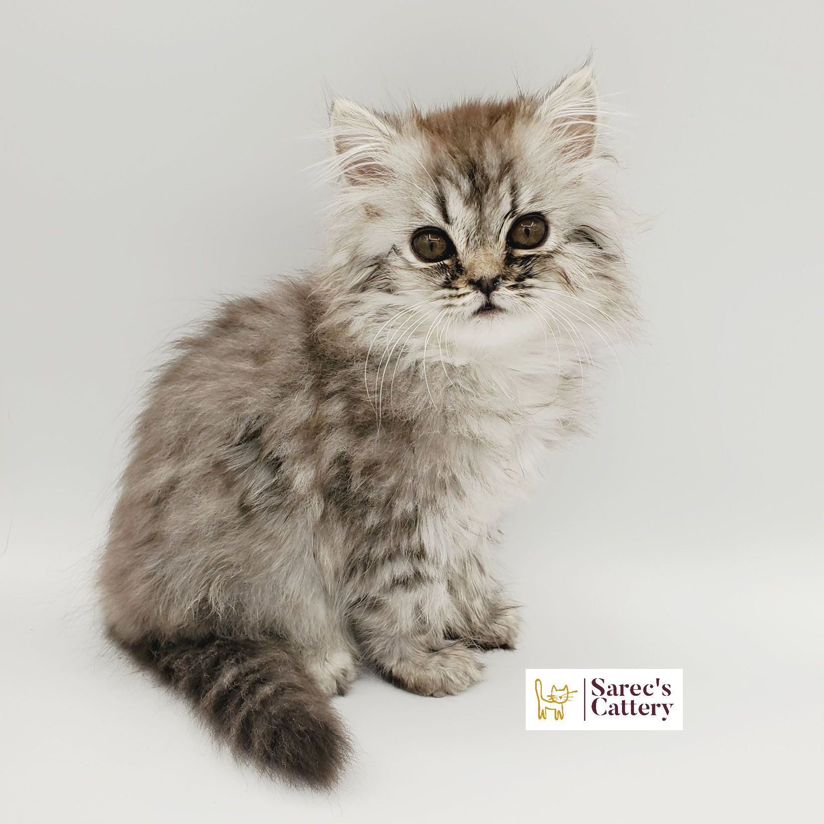 Silver-shaded persian male kitten sitting with white background
