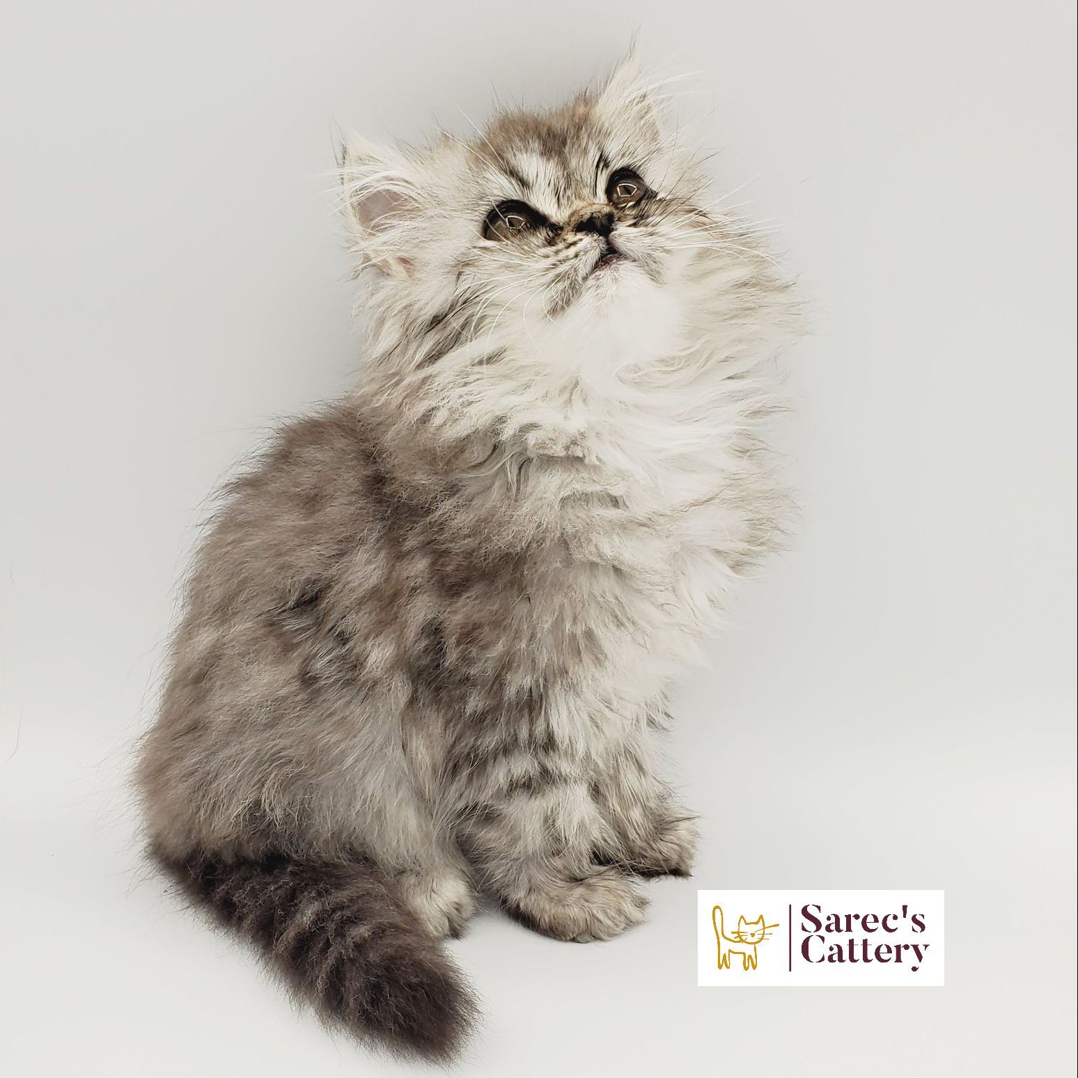 Silver-shaded Persian kitten looking right and up