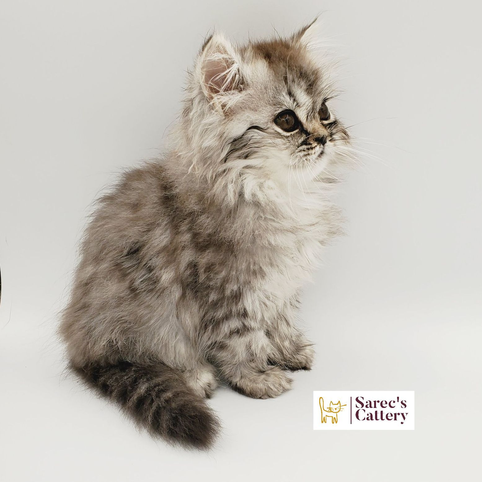 Silver-shaded Persian kitten looking right from left