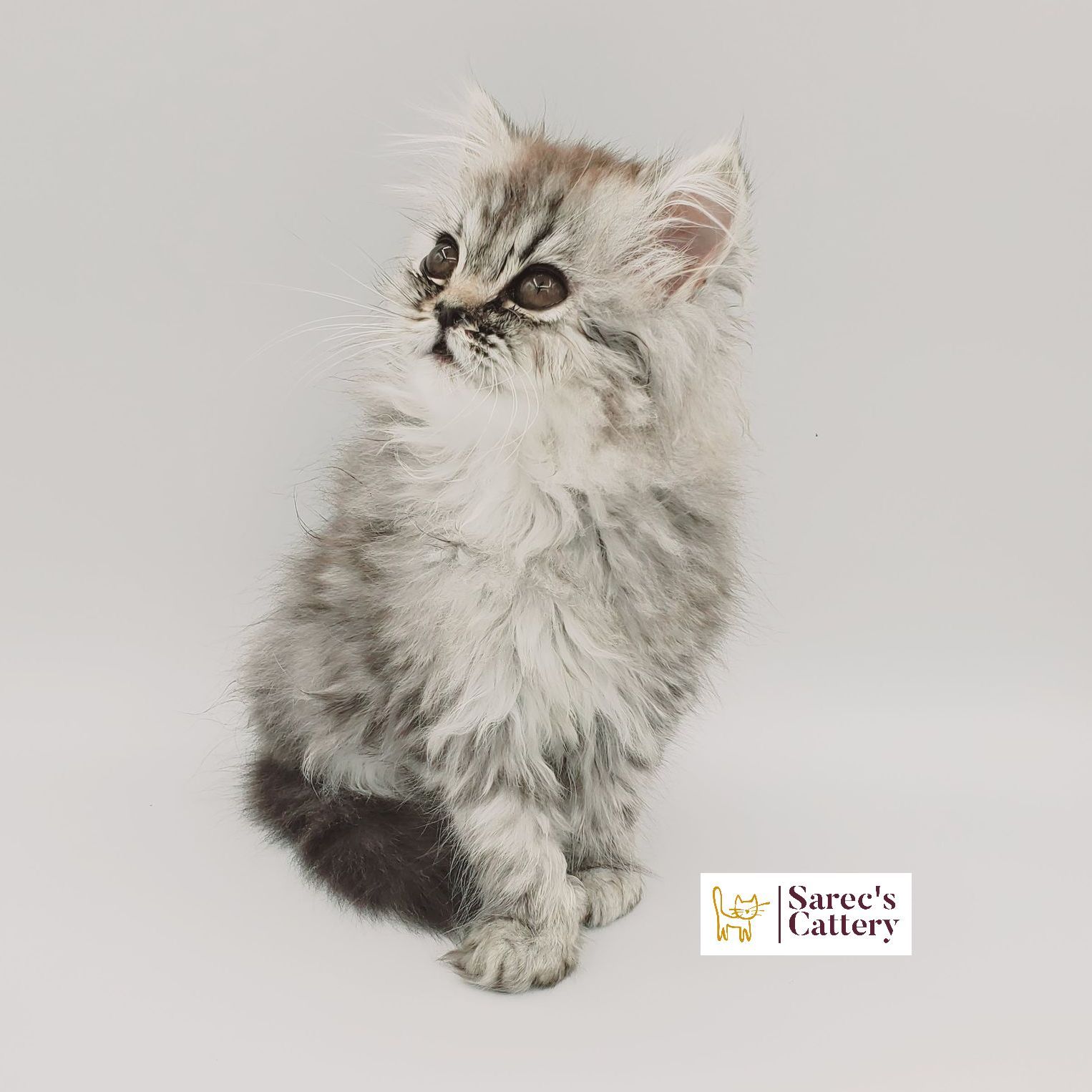 Silver-shaded Persian kitten looking left