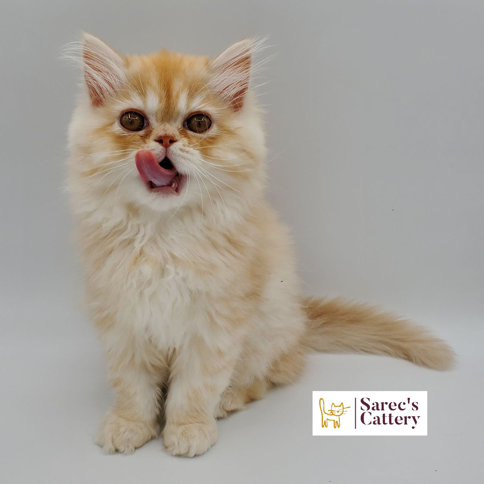 Dilute Red Persian Kitten licking lips