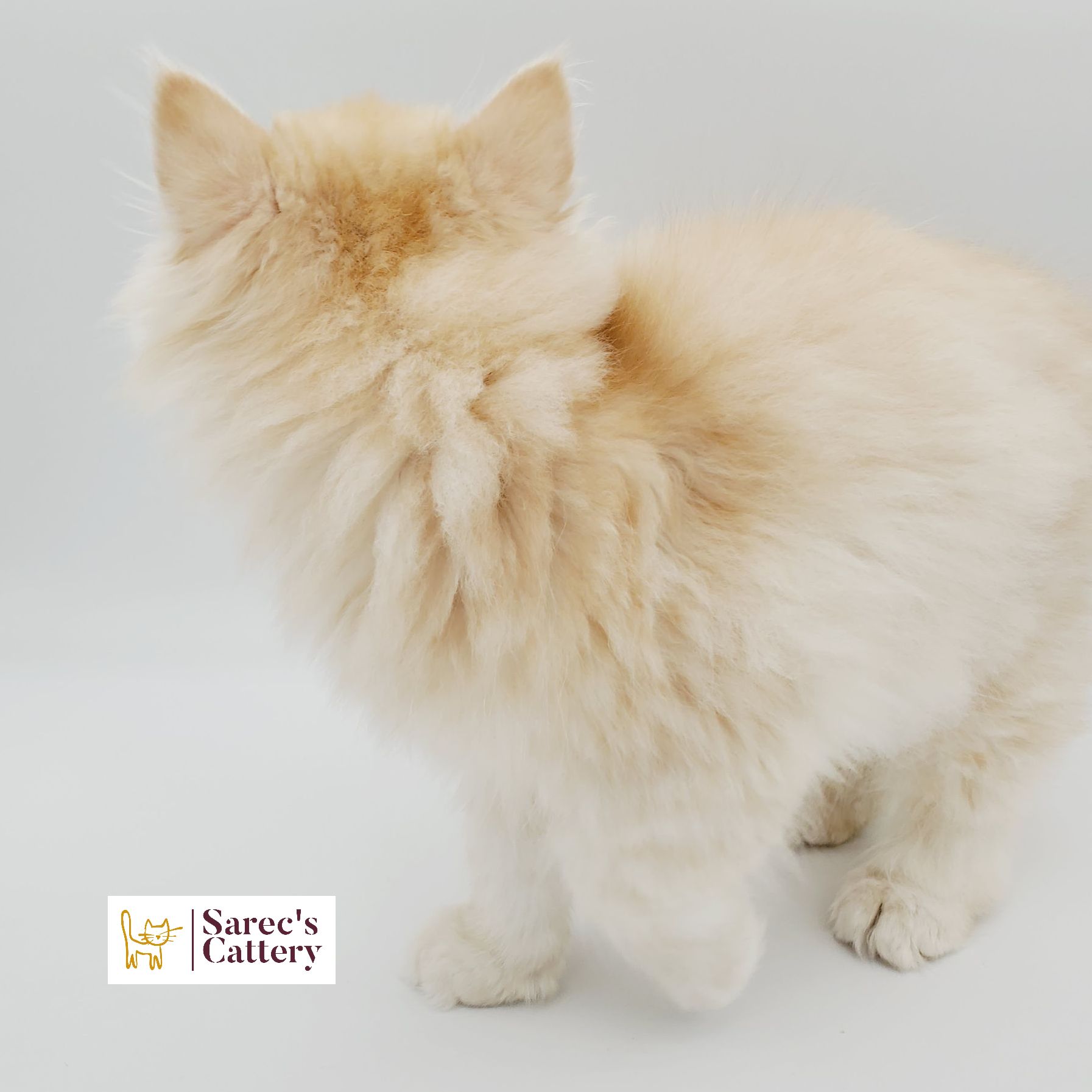 Dilute Red Persian Kitten from the back