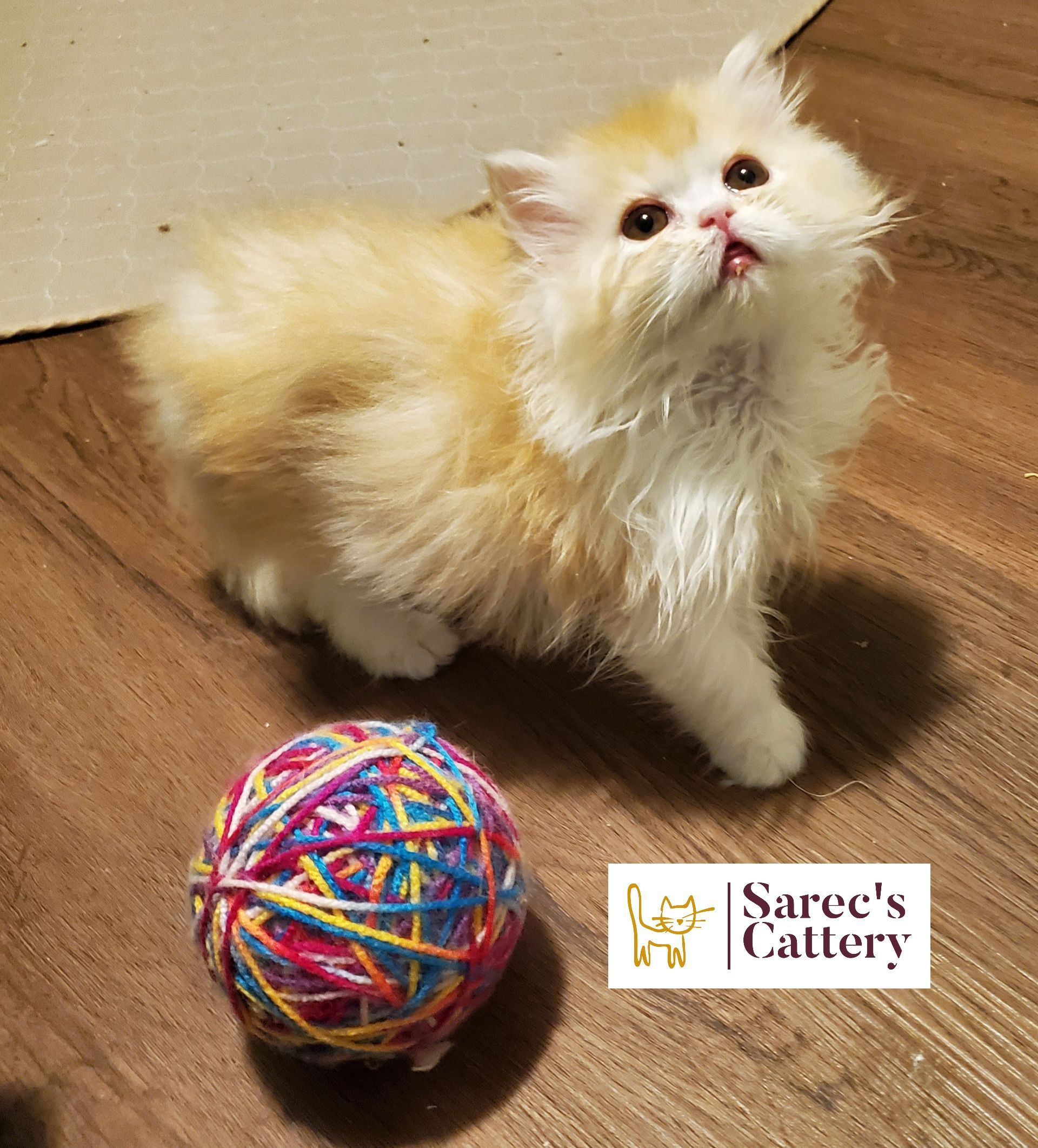 Image of words Not Pictured