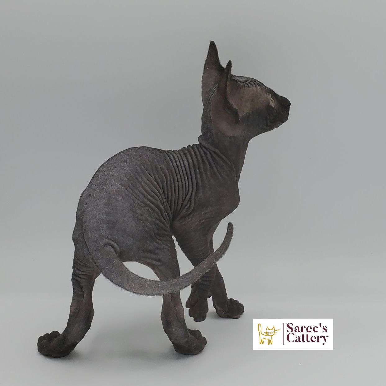 Black Sphynx female kitten standing from the back