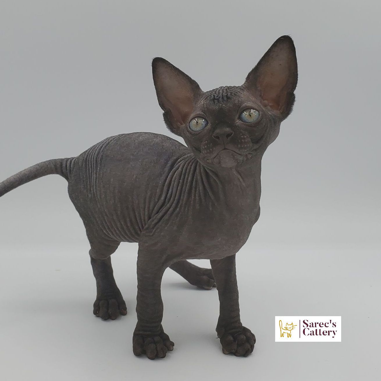 Black Sphynx female kitten standing