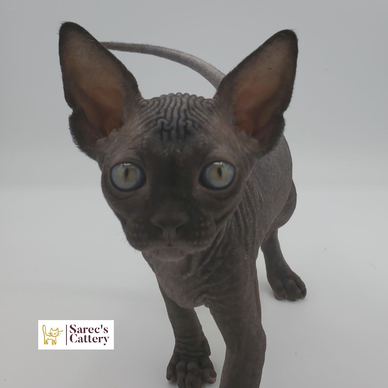 Black Sphynx female kitten close up of face