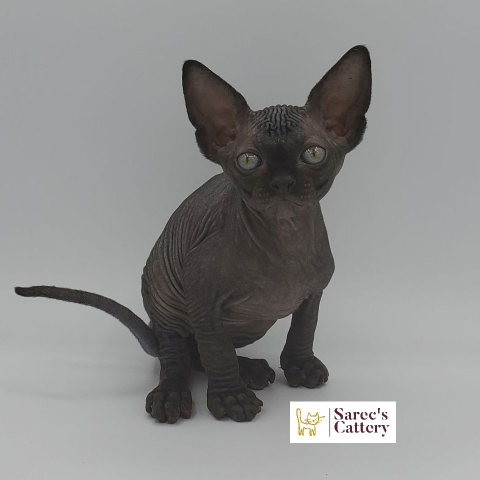 Black Sphynx kitten sitting