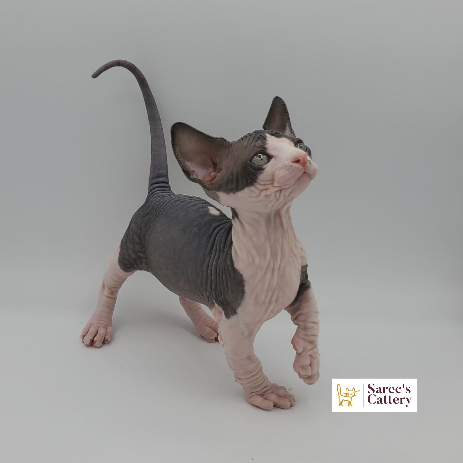 Bi-color Bambino male kitten standing and looking up