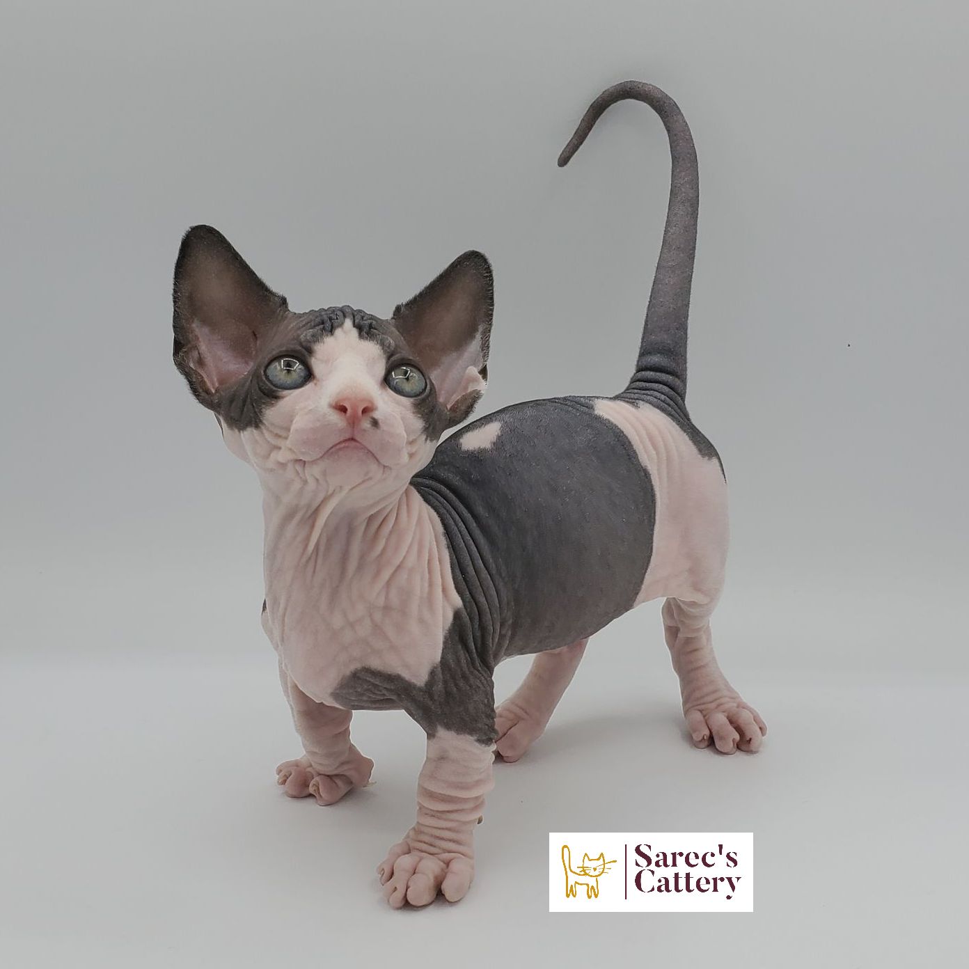 Bi-color Bambino male kitten standing and looking to right