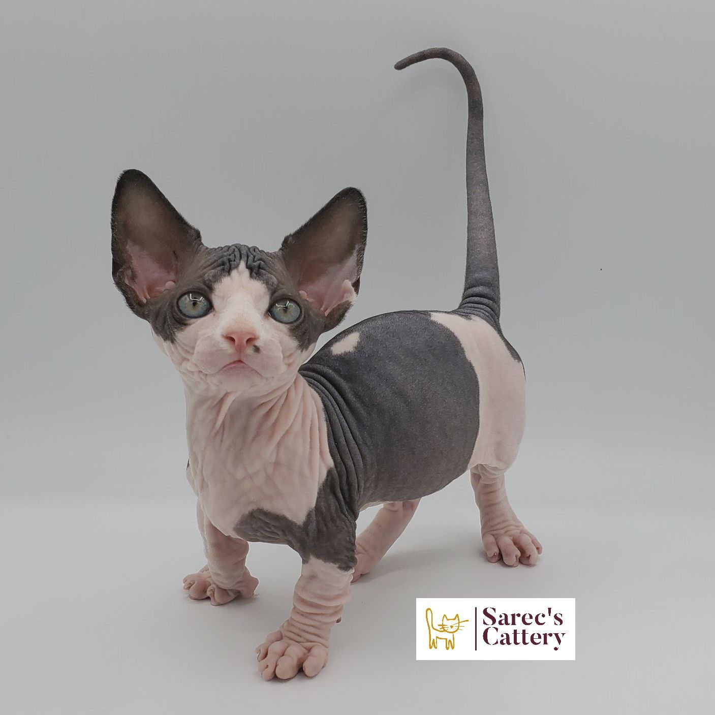 Bi-color Bambino Sphynx kitting standing