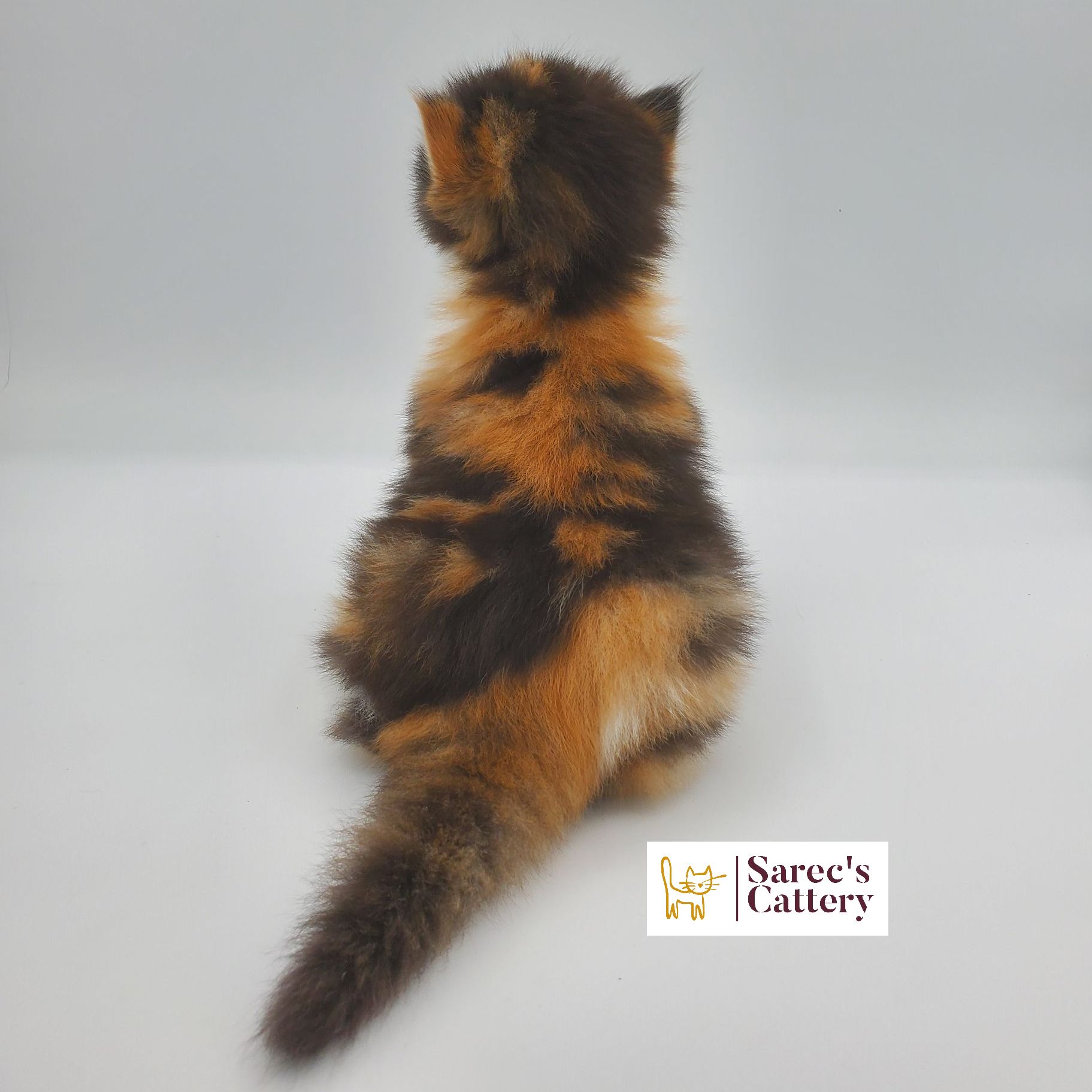 Calico female doll faced Persian kitten from the back