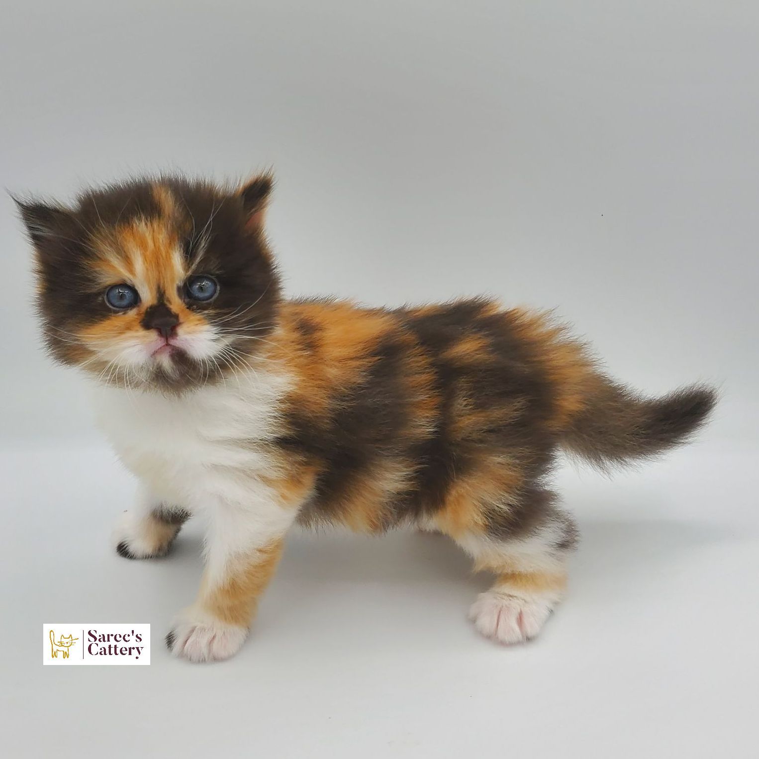 Calico doll faced Persian standing