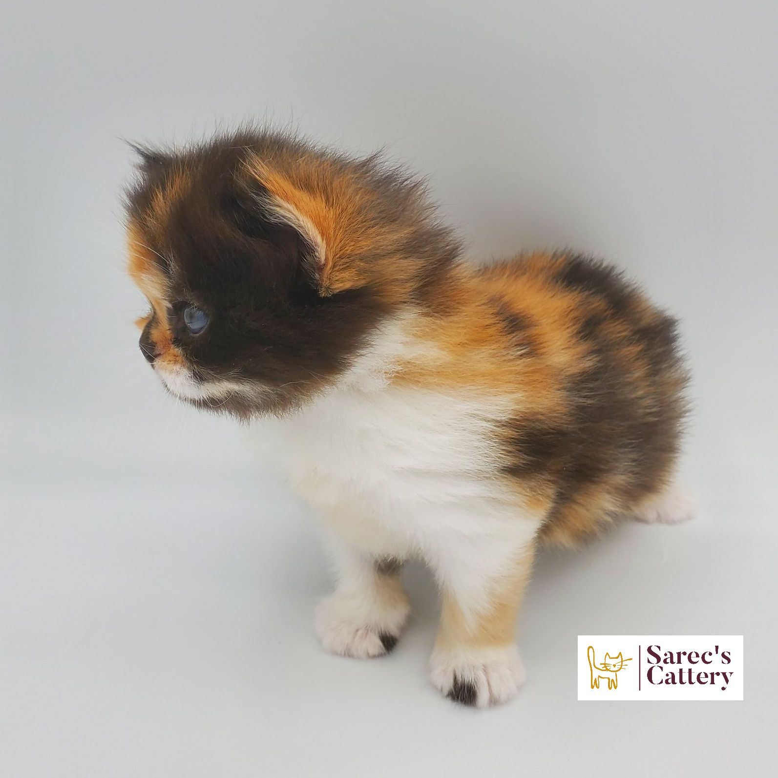 Calico female doll faced Persian kitten looking to the side profile
