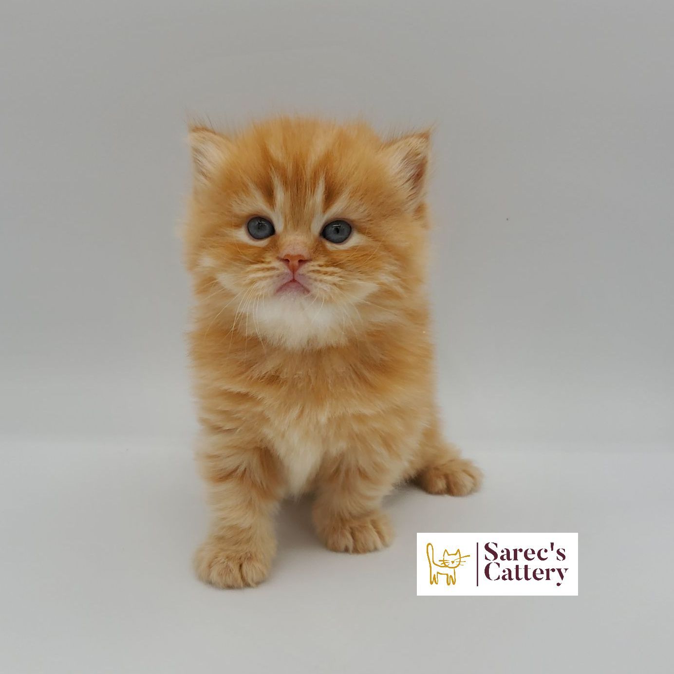 Red doll faced male Persian kitten sitting