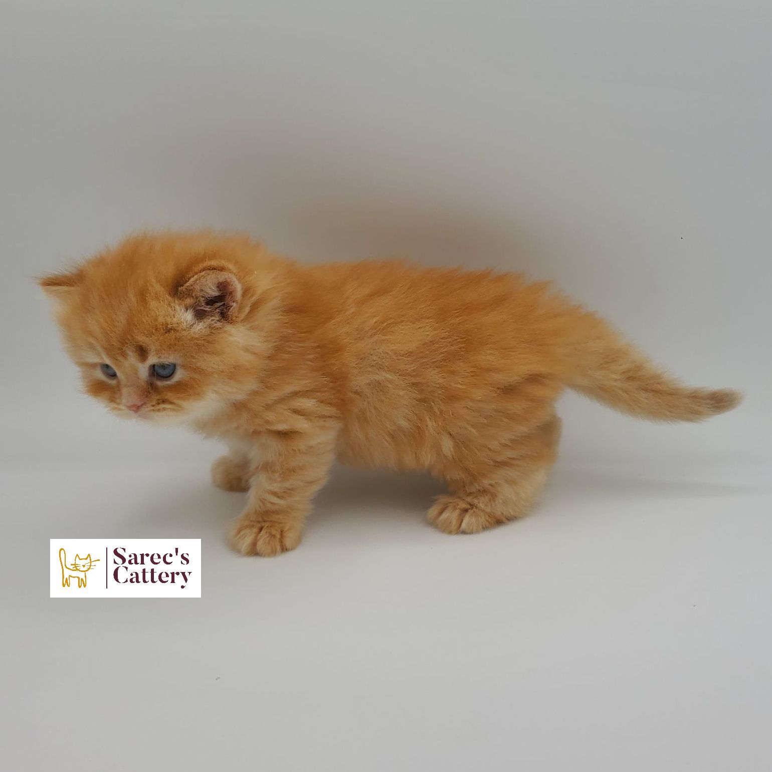 Red male doll faced Persian kitten from the side looking at ground