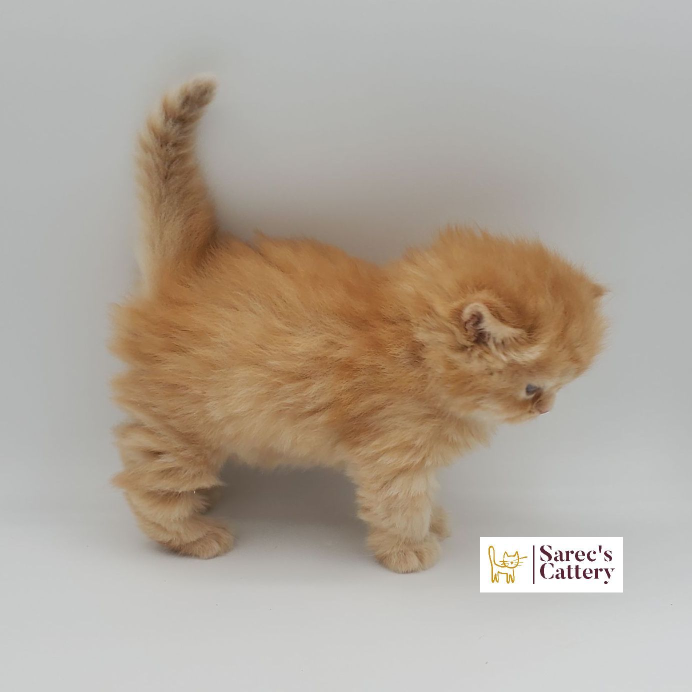 Red male doll faced Persian kitten from the side