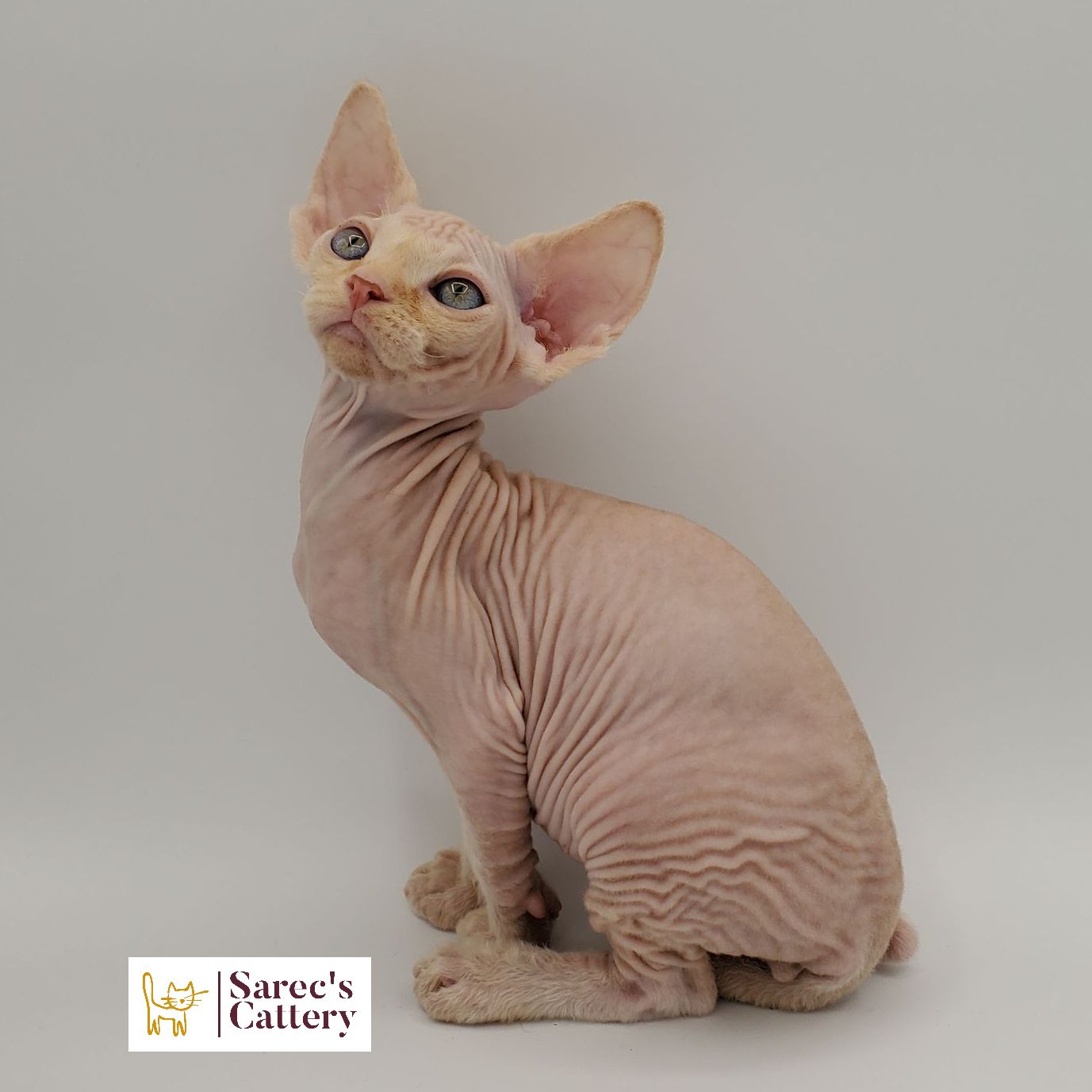 Sphynx kitten sitting looking up