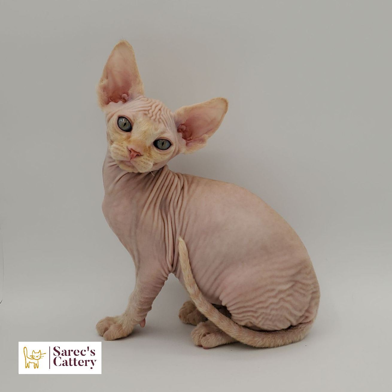 Sphynx kitten sitting head tilted