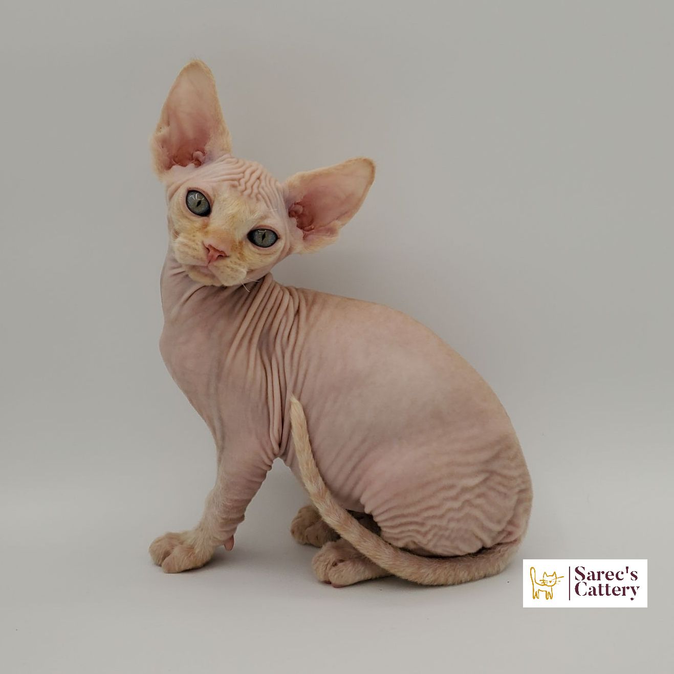 Male Sphynx with Devon Rex-like coat orange kitten