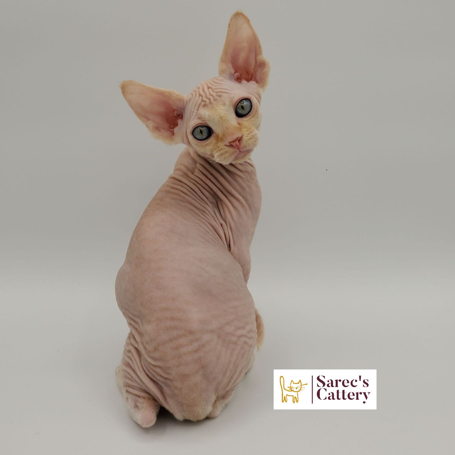 Sphynx kitten looking back over right shoulder
