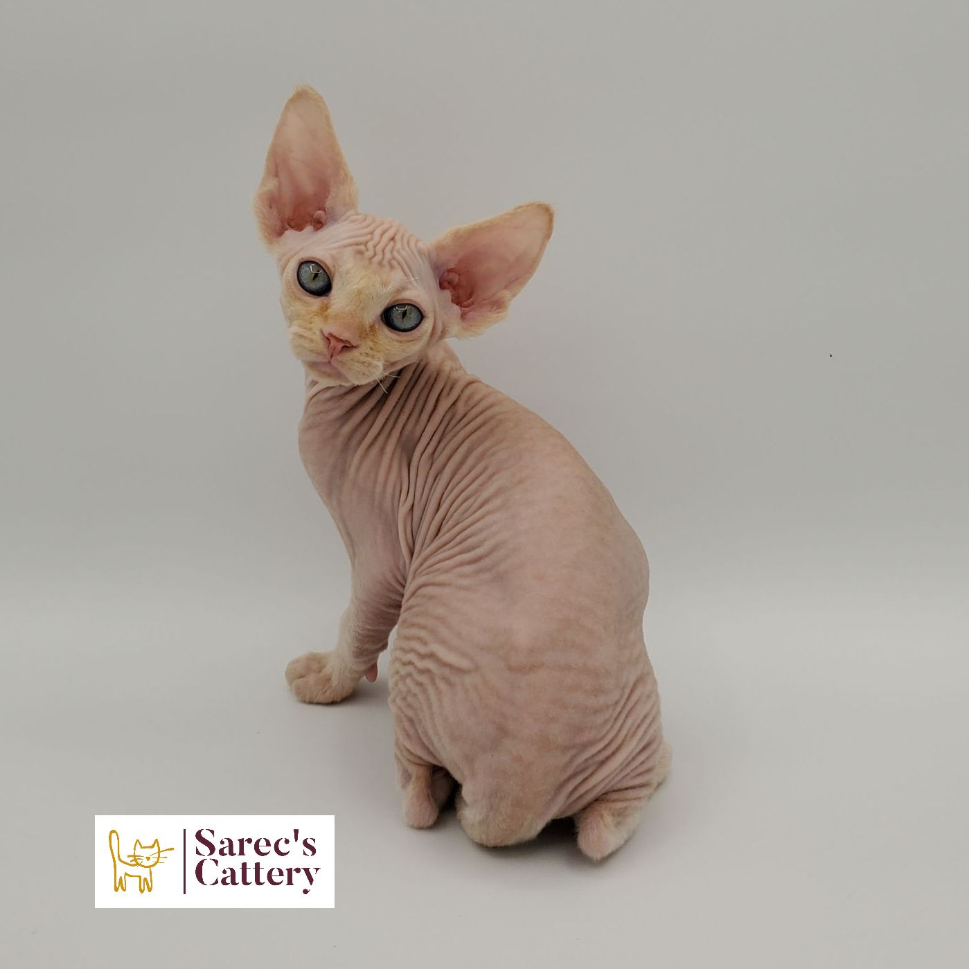 Sphynx kitten looking back over left shoulder