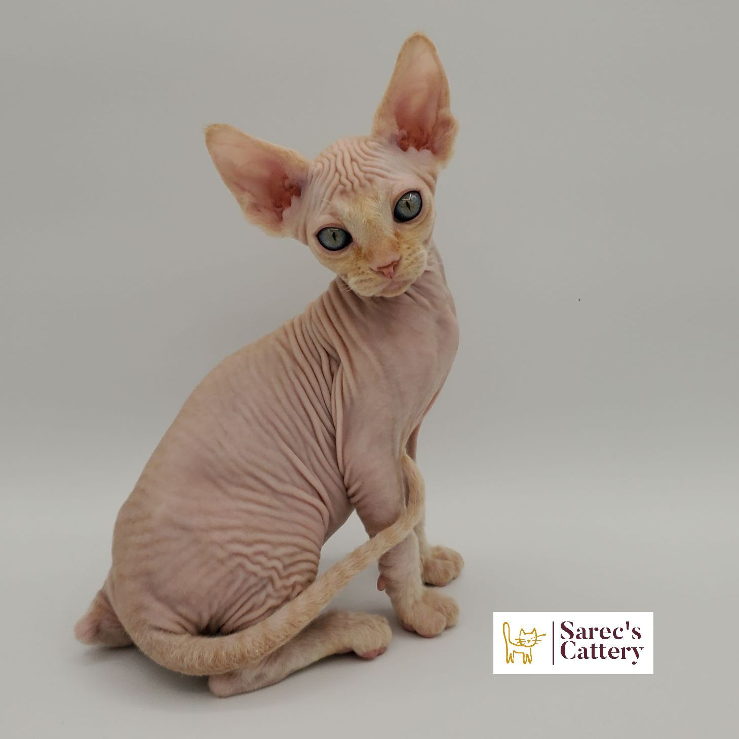 Sphynx kitten sitting to the side