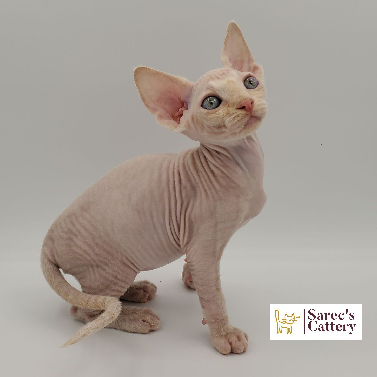 Male Sphynx with Devon Rex-like coat cream kitten